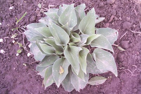 hosta zöld