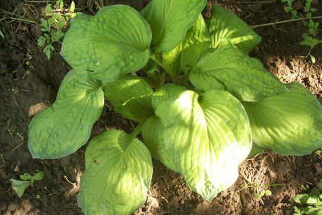 kékes-zöld hosta