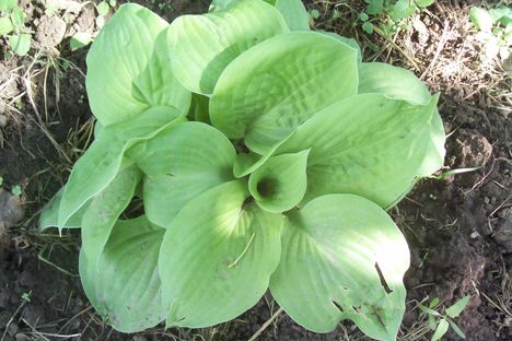 kék-zöld hosta