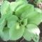 kék-zöld hosta