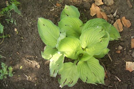 kértféle zöld hosta