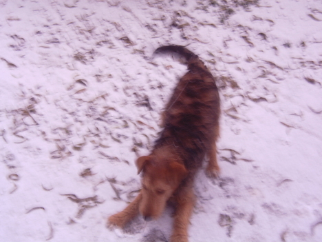 kutya a hóban