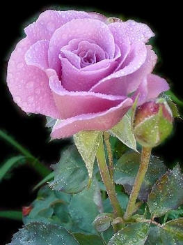 Lila rózsaszál