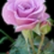Lila rózsaszál