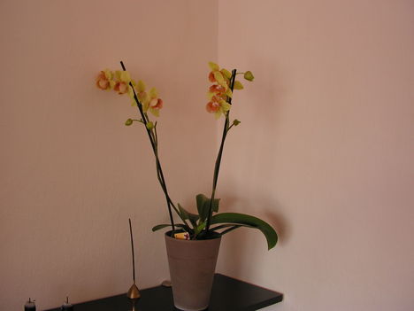 Orchidea 011