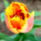 Rojtos-szélű tulipán