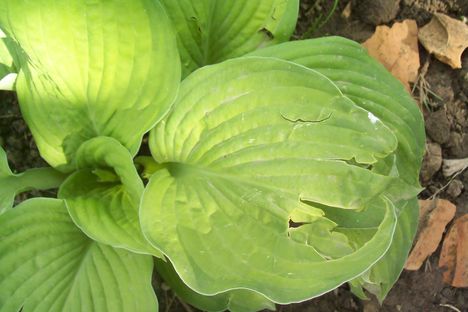 világos zöld hosta