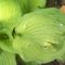 világos zöld hosta