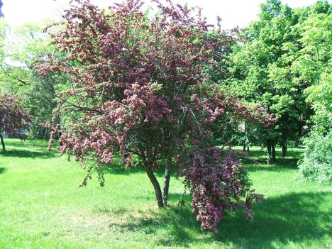 Fa a park előtt1