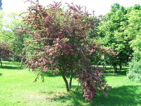 Fa a park előtt2
