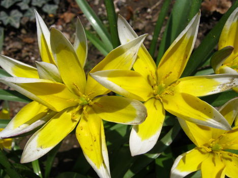 tulipa nadra