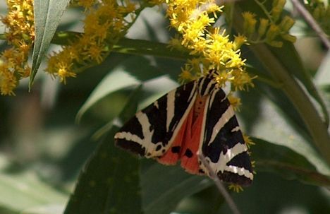 Csíkos medvelepke