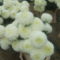 DSCF0592