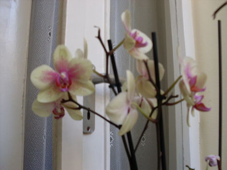 orhidea2
