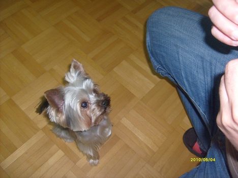 2045566442_gyula