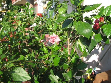 Hibiszkusz bokor rózsaszin és három féle virággal.