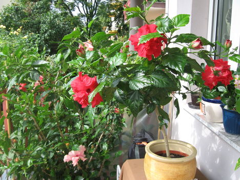 Hibiszkusz fácska három virággal, sok bimbóval
