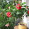 Hibiszkusz fácska három virággal, sok bimbóval