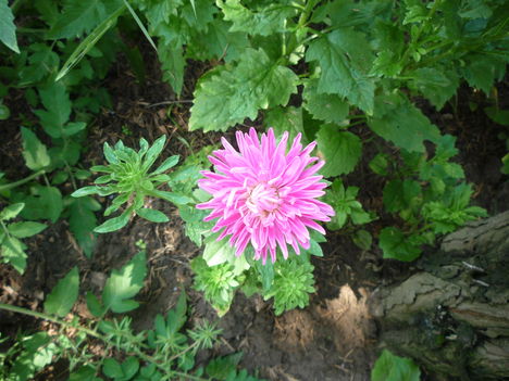 2010  NYÁR 16