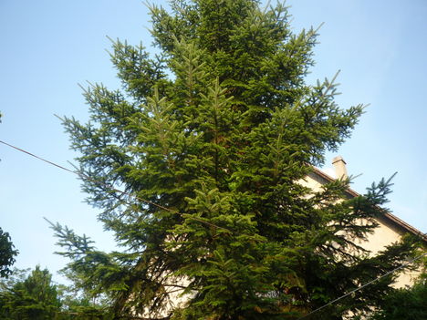 2010  NYÁR 18