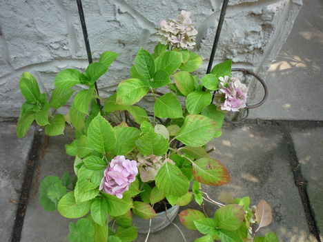 2010  NYÁR 2