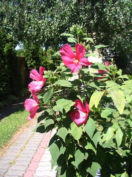2010 mocsári hybiszkusz