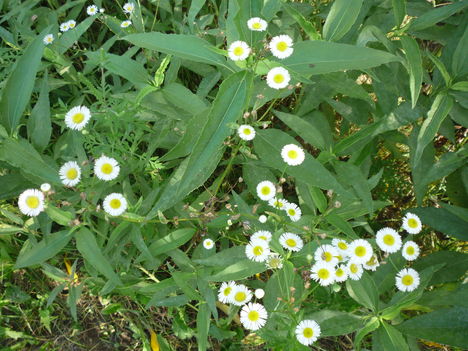 növények 108