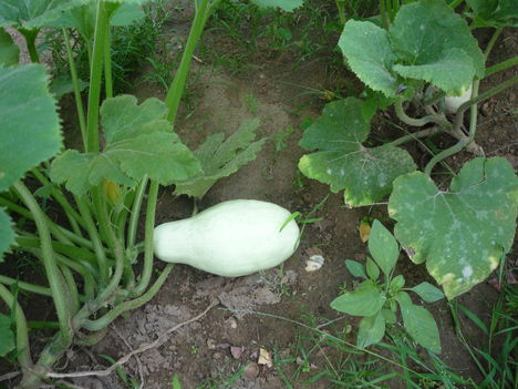 növények 112
