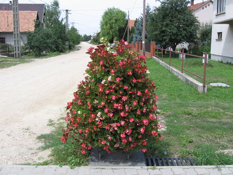 Begóna oszlop régebbről