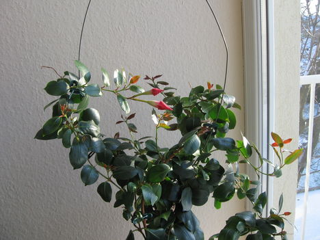 Diphladenia