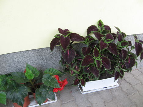 Fejlődik a Coleus