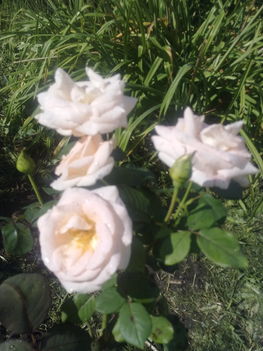 Gyengéim a rózsák....Augusztusban is meglepnek szépségükkel 6