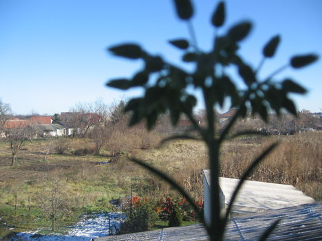 Kép