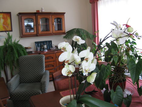 Orchidea és Flamingó virág
