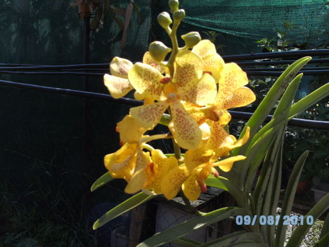 orchideák 074 Mokkara