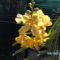 orchideák 074 Mokkara