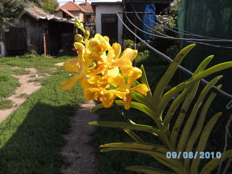 orchideák 075 Mokkara