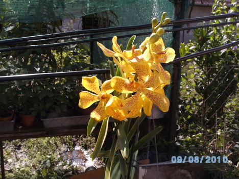orchideák 076 Mokkara