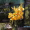 orchideák 076 Mokkara