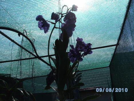 orchideák 077 Vanda