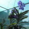 orchideák 078