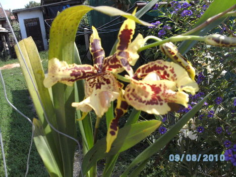 orchideák 079 Cambria