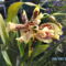 orchideák 079 Cambria