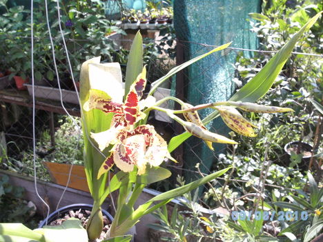 orchideák 080 Cambria