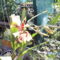 orchideák 080 Cambria