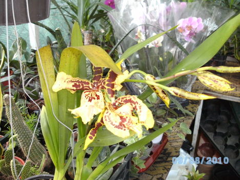 orchideák 081 Cambria