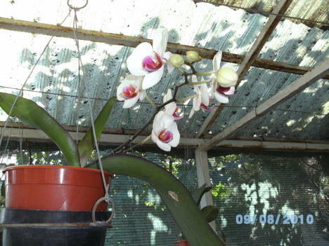 orchideák 082 Lepke 