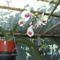 orchideák 082 Lepke 