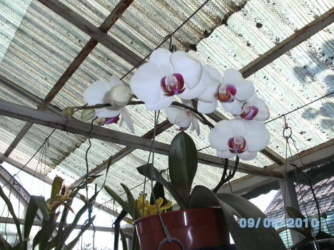 orchideák 083 Lepke