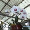 orchideák 083 Lepke